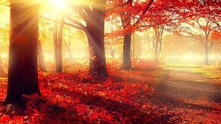 Soothing Relaxing Sleep Music with Gentle Wave Sounds, Peaceful Sleep Meditation Music 🕙10 Hours