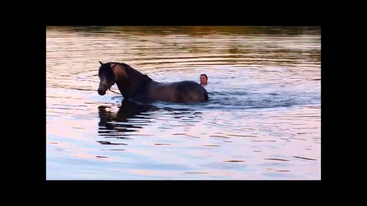 Horse swimming YouTube