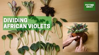 Dividing African Violets