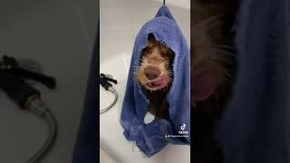 Cocker Spaniel Puppy Grooming! #dogs #doggroomingforbeginners #cockerspaniel #puppy