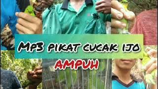 🔴 Mp3 suara pikat cucak ijo paling ampuh dan sudah terbukti.  Suara jernih seperti di Alam