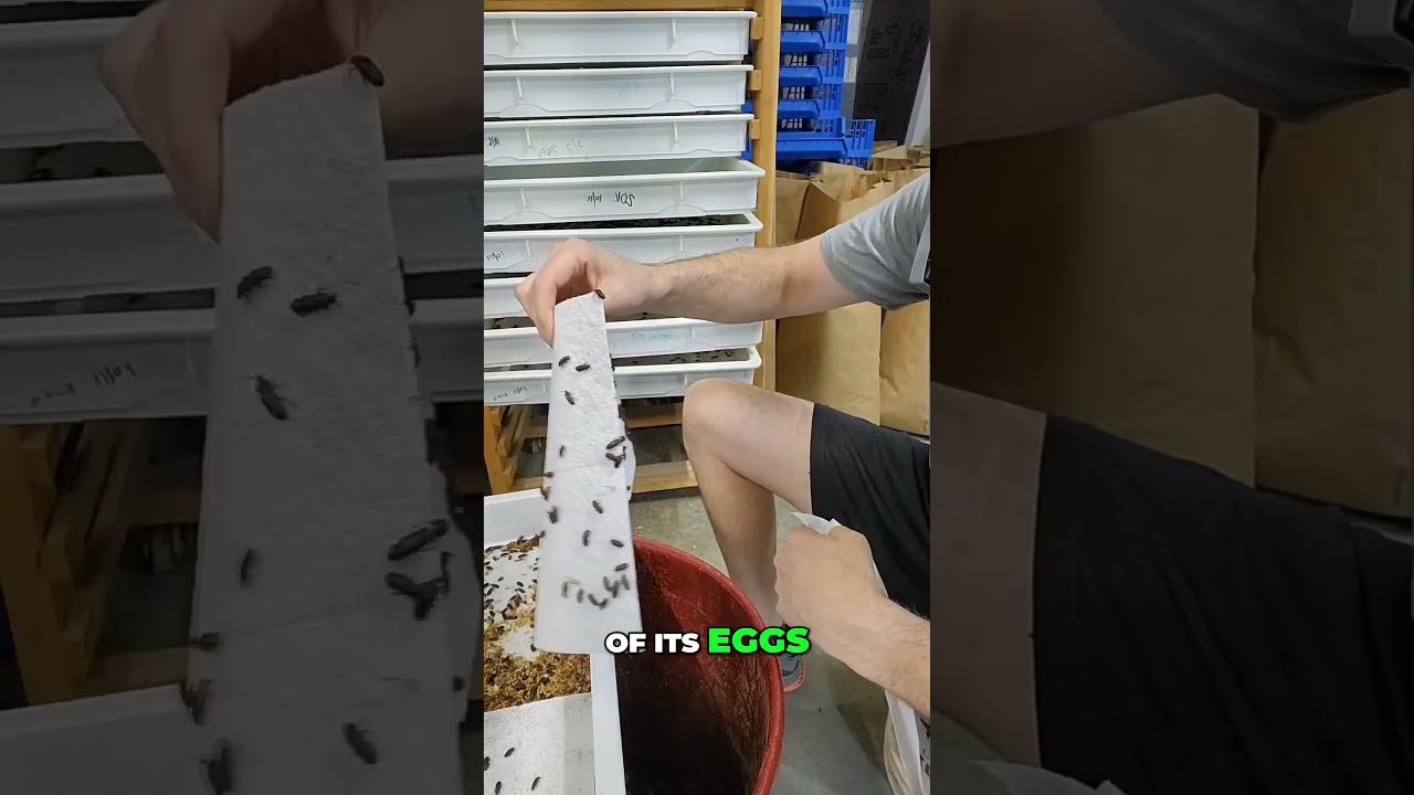 Mealworms: The Female Beetle  Egg Laying Patterns and Optimal Conditions