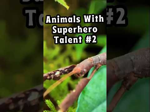 Walking Stick Camouflage