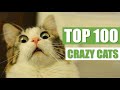 TOP 100 CRAZY CATS