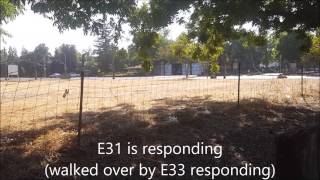 Davis Fire E33
