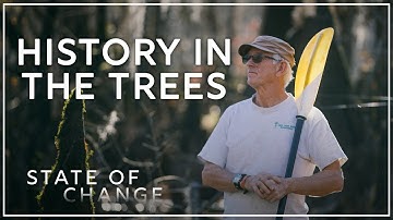 Ancient Bald Cypress trees are a living record of climate change  | State of Change