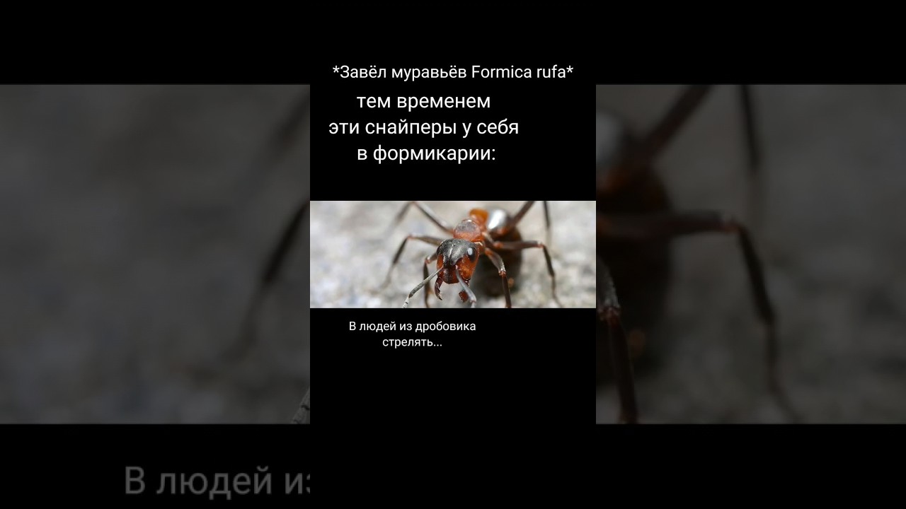Самые меткие муравьи... 