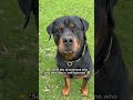 “Send this to someone who trusts their dog 😭🐶” #dogs #funnydogs #dogvideos #doglife #funnyanimals
