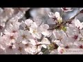 Relaxation Music Video With Beautiful Japanese Spring Cherry Blossoms HD
