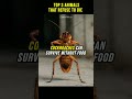 Top 3 Animals That Refuse to Die