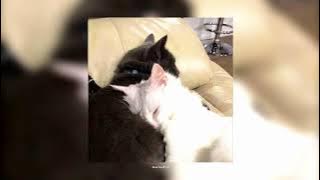 newjeans - omg (sped up & reverb)