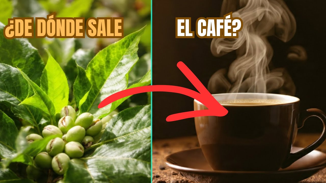 ¿Qué hace que el café sea tan ESPECIAL desde el grano hasta tu taza?