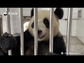 【The Giant Panda Story】Episode 42 Pang Yuan, A Panda With Endless Energy | iPanda