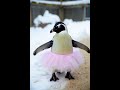 Пінгвін танцює під музику
