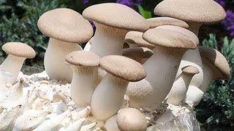 Making modified jar lids #1