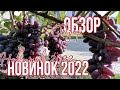 Обзор новинок 2022