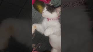 Bellas New Journey...😍😘😍 Resimi