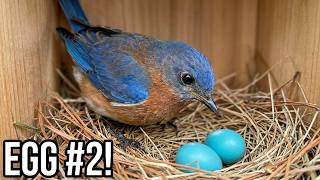 Rare Footage! Eastern Bluebird Lays Egg #2 (The Miracle of Life)