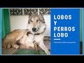 Lobos - Perros Lobos - Calupoh | Preguntas y Respuesta | Jaim Gritzewsky - Fotógrafo de Perros