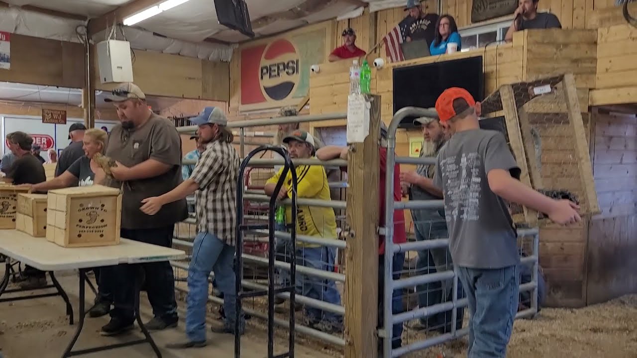 Great Day at the Auction, Selling some of our Chickens. YouTube