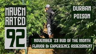 11-23 BOTM Part 4: Flavor & Experience. DURBAN POISON by ANANDA FARMS. MAVEN RATED 92 PTS!