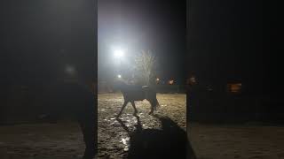 Horse Trainer Veronika Kieslinger shares her #pivopov