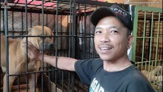 DI KAMPUNG PIARA ANJING 35 EKOR RAS MEWAH SEMUA !!! KOLEKSI ANJING MANG IKOK BLACK TIM PUCUK IBUN !!