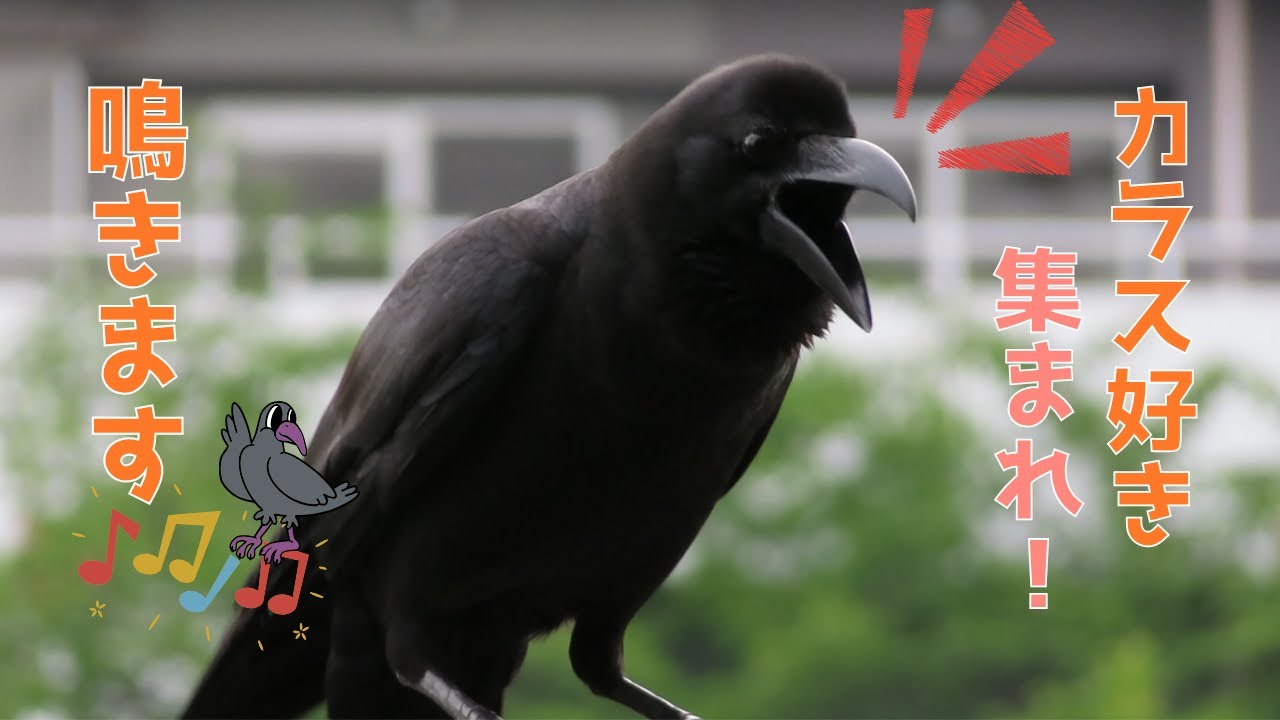朗々と鳴くハシブトガラス🐦‍⬛Calling of the large-billed crow