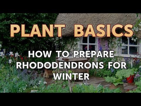 Vídeo: Seasonal Care: Rhododendron Shelter for the Winter