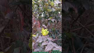 Oregon Grape (Mahonia aquifolium) Edible Berry Wild Plants l Love nature's @Love nature's beauty