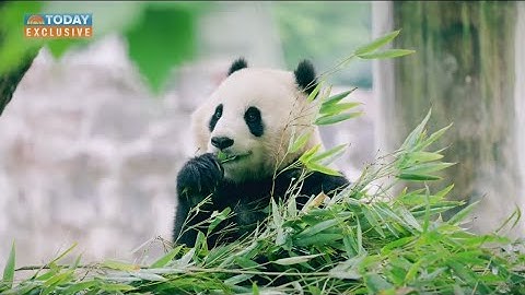 Giant pandas coming back to Washington