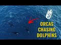 Orcas Preying On Dolphins (CAUGHT ON DRONE)