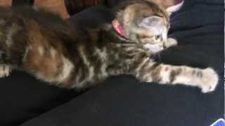 Farting Kitten