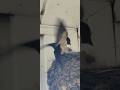 Breakfast for the Baby Barn Swallows