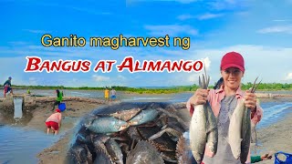 Ganito magharvest ng Bangus at Alimango\/crab\/milkfish #fyp  #provincelife #harvest #crab #milkfish