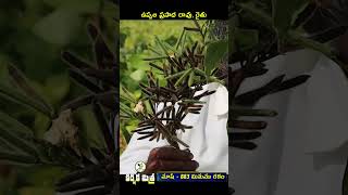 ఈ పొట్టి మినుము రకంతో ఘనమైన దిగుబడి || Best Black gram Variety Mash - 883 || Karshaka Mitra #shorts