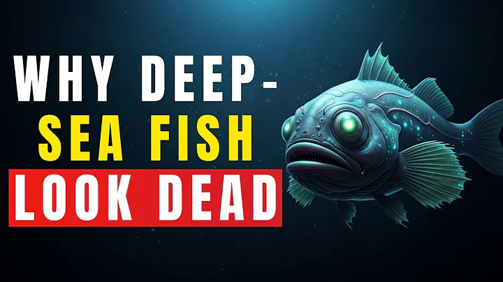 Why Deep-Sea Fish Look Like They’re Already Dead