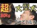 【８０キロの大型犬】飼うには超大変!!セントバーナードSP