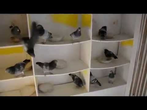 Pigeons Richard West 28.02.2010 B.avi