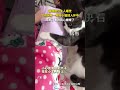 【大陸】「阿貝貝」？廣東一小女孩摟貓入睡
