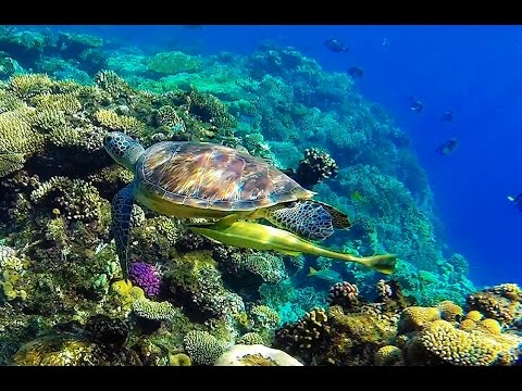 Wideo: Ryba Po Egipcie