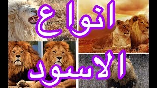 انواع الاسود  العالم