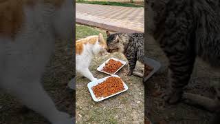 مشهد  غريب لقطط في إشتباك على الطعام