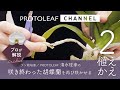 【プロが解説】咲き終わった胡蝶蘭を再び咲かせる方法　その2 ～植え替え～