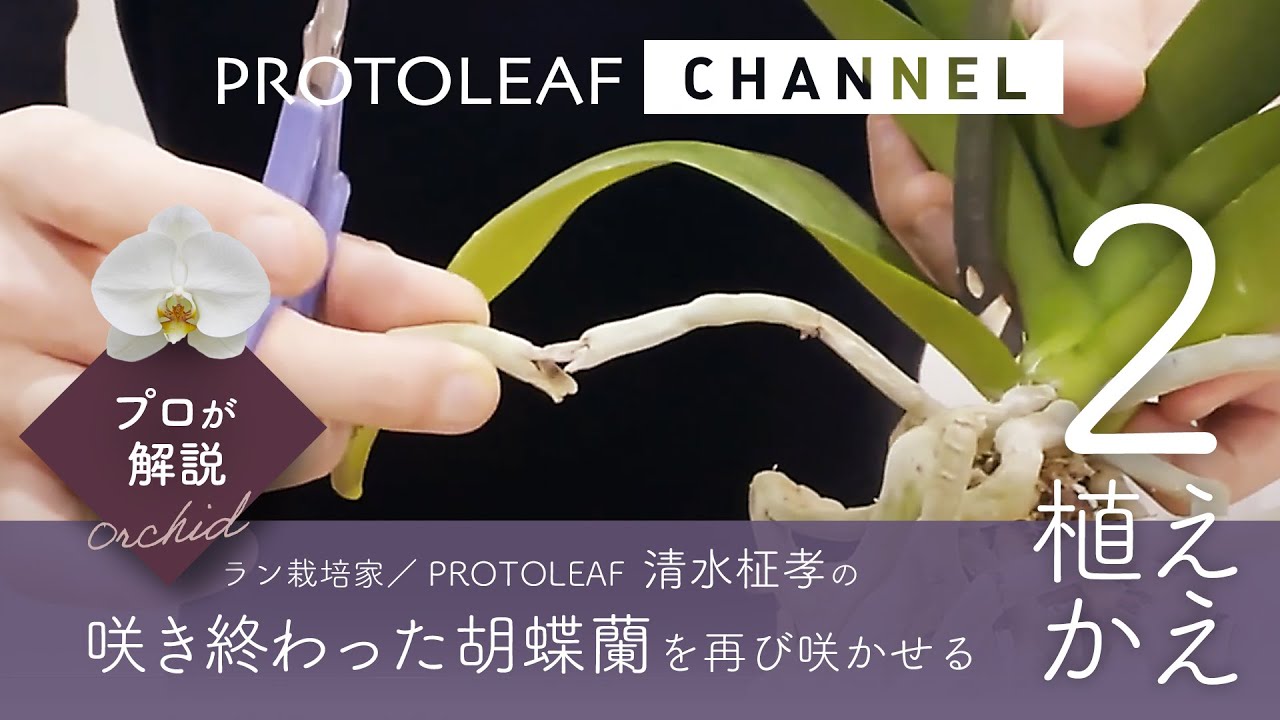 プロが解説 咲き終わった胡蝶蘭を再び咲かせる方法 その2 植え替え Youtube