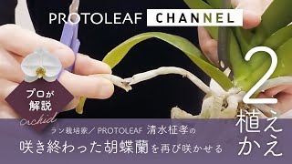 【プロが解説】咲き終わった胡蝶蘭を再び咲かせる方法　その2 ～植え替え～