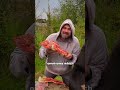 Animals Surprising Everyone on Camera