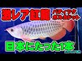 日本に１本超絶激レア紅龍バティックが異次元過ぎた・・。inラフレシア