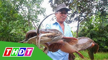 Bắt được cá trê dài hơn 1 mét ở Hậu Giang | THDT