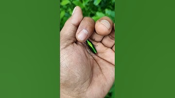 It is the Smaller shiny jewel beetle part🪲😂🐞#nature #shorts